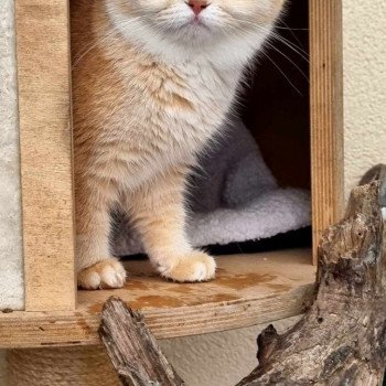 chat British Shorthair black tortie golden shaded U'Guette Chatterie de l'Atoll des Pins chat British Shorthair black tortie golden shaded U'Guette Chatterie de l'Atoll des Pins