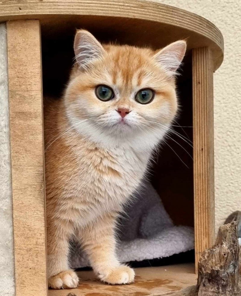 u'guette de la patounette Femelle British Shorthair u'guette de la patounette Femelle British Shorthair