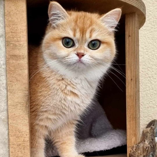 u'guette de la patounette Femelle British Shorthair
