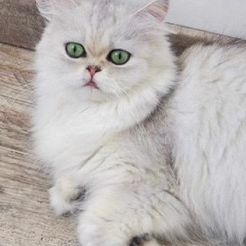 chat Persan black silver shell Sia Chatterie de l'Atoll des Pins chat Persan black silver shell Sia Chatterie de l'Atoll des Pins