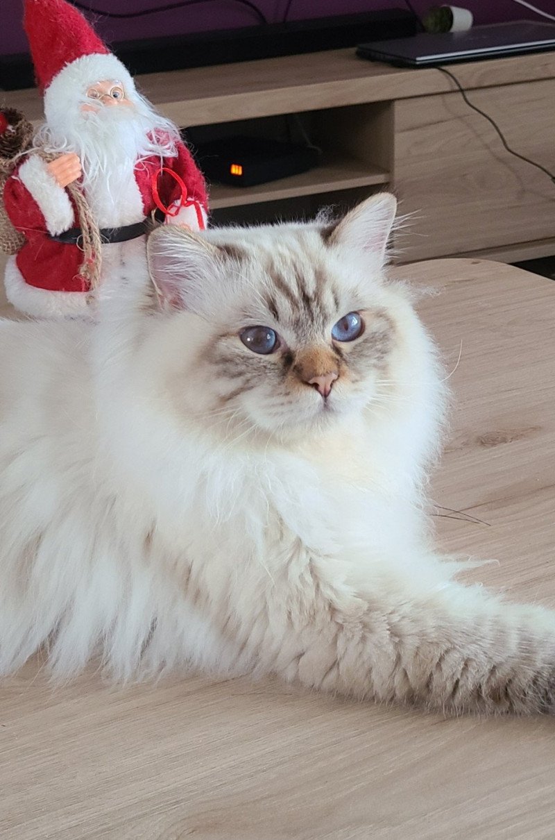 BROADVIEW'S U R My Valentine Mâle Sacré de Birmanie BROADVIEW'S U R My Valentine Mâle Sacré de Birmanie