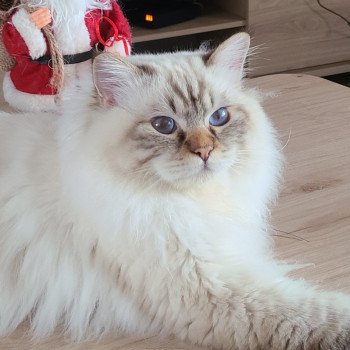 chat Sacré de Birmanie chocolate tabby point U R My Valentine Chatterie de l'Atoll des Pins chat Sacré de Birmanie chocolate tabby point U R My Valentine Chatterie de l'Atoll des Pins