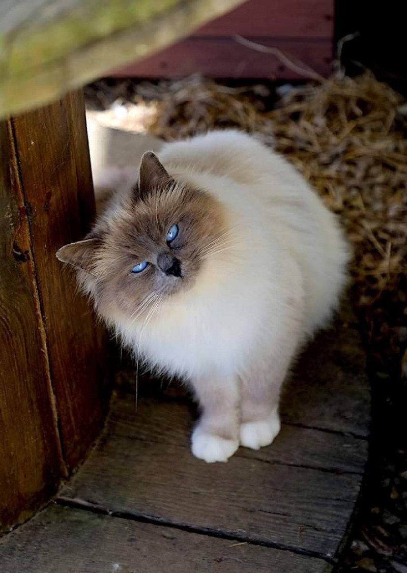 Neko de Kerbiman Mâle Sacré de Birmanie Neko de Kerbiman Mâle Sacré de Birmanie