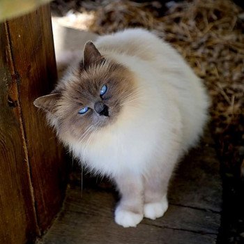 chat Sacré de Birmanie blue point Neko Chatterie de l'Atoll des Pins chat Sacré de Birmanie blue point Neko Chatterie de l'Atoll des Pins