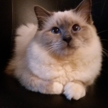 chat Sacré de Birmanie blue point Neko Chatterie de l'Atoll des Pins chat Sacré de Birmanie blue point Neko Chatterie de l'Atoll des Pins