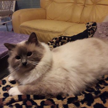 chat Sacré de Birmanie blue point Neko Chatterie de l'Atoll des Pins chat Sacré de Birmanie blue point Neko Chatterie de l'Atoll des Pins