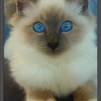 chat Sacré de Birmanie blue point Neko Chatterie de l'Atoll des Pins chat Sacré de Birmanie blue point Neko Chatterie de l'Atoll des Pins