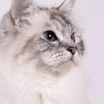 chat Sacré de Birmanie seal silver tabby point Nylwenn Chatterie de l'Atoll des Pins chat Sacré de Birmanie seal silver tabby point Nylwenn Chatterie de l'Atoll des Pins