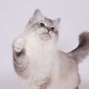 chat Sacré de Birmanie seal silver tabby point Nylwenn Chatterie de l'Atoll des Pins chat Sacré de Birmanie seal silver tabby point Nylwenn Chatterie de l'Atoll des Pins