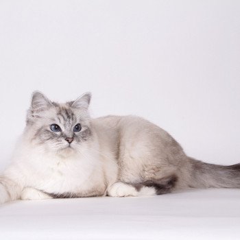 chat Sacré de Birmanie seal silver tabby point Nylwenn Chatterie de l'Atoll des Pins chat Sacré de Birmanie seal silver tabby point Nylwenn Chatterie de l'Atoll des Pins