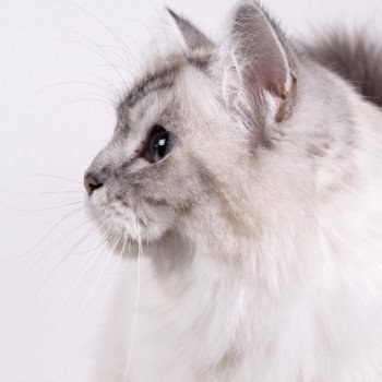 chat Sacré de Birmanie seal silver tabby point Nylwenn Chatterie de l'Atoll des Pins chat Sacré de Birmanie seal silver tabby point Nylwenn Chatterie de l'Atoll des Pins