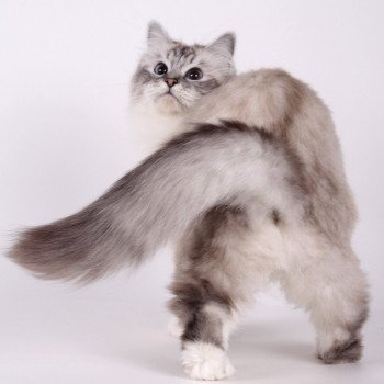 chat Sacré de Birmanie seal silver tabby point Nylwenn Chatterie de l'Atoll des Pins chat Sacré de Birmanie seal silver tabby point Nylwenn Chatterie de l'Atoll des Pins