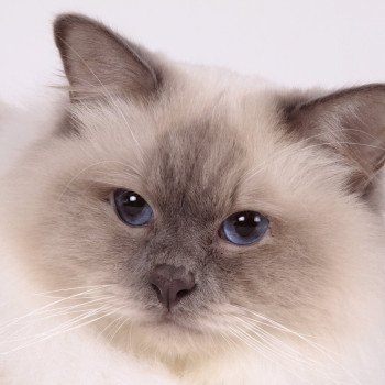 chat Sacré de Birmanie lilac smoke point Pacific de l'Atoll des Pins Chatterie de l'Atoll des Pins chat Sacré de Birmanie lilac smoke point Pacific de l'Atoll des Pins Chatterie de l'Atoll des Pins