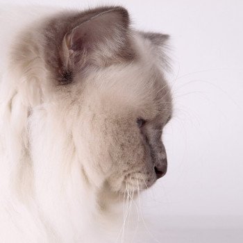 chat Sacré de Birmanie lilac smoke point Pacific de l'Atoll des Pins Chatterie de l'Atoll des Pins chat Sacré de Birmanie lilac smoke point Pacific de l'Atoll des Pins Chatterie de l'Atoll des Pins