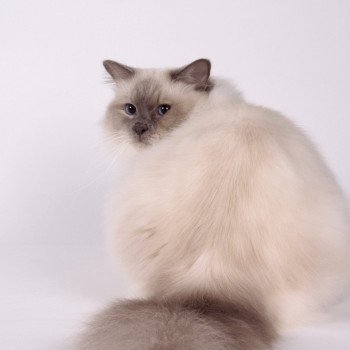 chat Sacré de Birmanie lilac smoke point Pacific de l'Atoll des Pins Chatterie de l'Atoll des Pins chat Sacré de Birmanie lilac smoke point Pacific de l'Atoll des Pins Chatterie de l'Atoll des Pins
