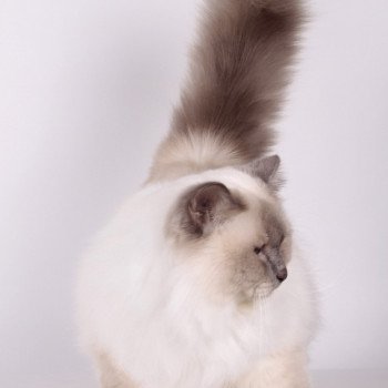 chat Sacré de Birmanie lilac smoke point Pacific de l'Atoll des Pins Chatterie de l'Atoll des Pins chat Sacré de Birmanie lilac smoke point Pacific de l'Atoll des Pins Chatterie de l'Atoll des Pins