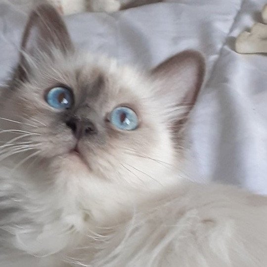 R'Mine Des Falaises de Kevar Femelle Sacré de Birmanie