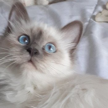 chat Sacré de Birmanie blue point R'Mine Chatterie de l'Atoll des Pins chat Sacré de Birmanie blue point R'Mine Chatterie de l'Atoll des Pins