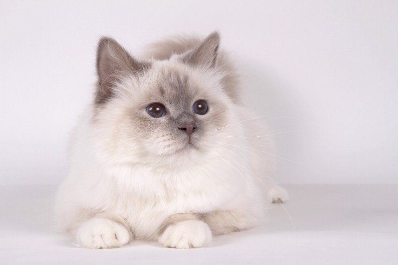 Romy Des Myrmidons Femelle Sacré de Birmanie Romy Des Myrmidons Femelle Sacré de Birmanie