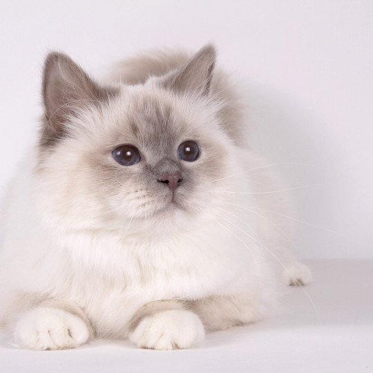 Romy Des Myrmidons Femelle Sacré de Birmanie