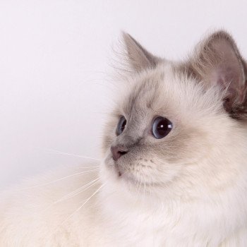 chat Sacré de Birmanie lilac point Romy Chatterie de l'Atoll des Pins chat Sacré de Birmanie lilac point Romy Chatterie de l'Atoll des Pins