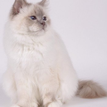 chat Sacré de Birmanie lilac point Romy Chatterie de l'Atoll des Pins chat Sacré de Birmanie lilac point Romy Chatterie de l'Atoll des Pins