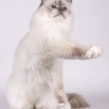 chat Sacré de Birmanie lilac point Romy Chatterie de l'Atoll des Pins chat Sacré de Birmanie lilac point Romy Chatterie de l'Atoll des Pins