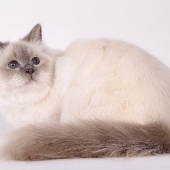 chat Sacré de Birmanie lilac point Romy Chatterie de l'Atoll des Pins chat Sacré de Birmanie lilac point Romy Chatterie de l'Atoll des Pins