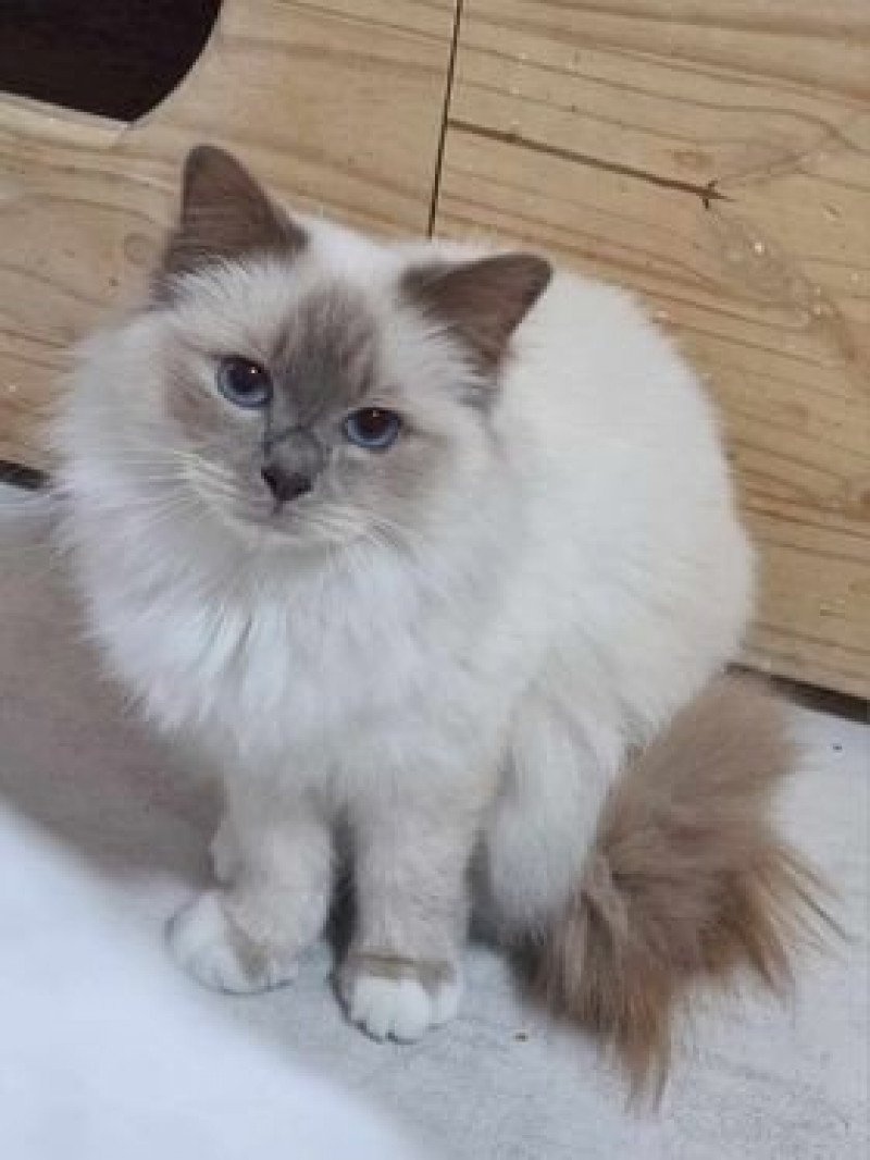 Seleste de l'Atoll des Pins Femelle Sacré de Birmanie