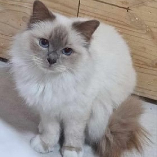 Seleste de l'Atoll des Pins Femelle Sacré de Birmanie