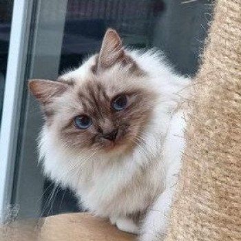 chat Sacré de Birmanie chocolate smoke point Shiva Chatterie de l'Atoll des Pins